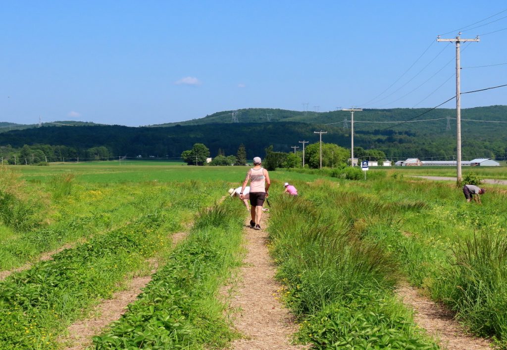 Autocueillette en famille à la Ferme Guy Rivest dans Lanaudière