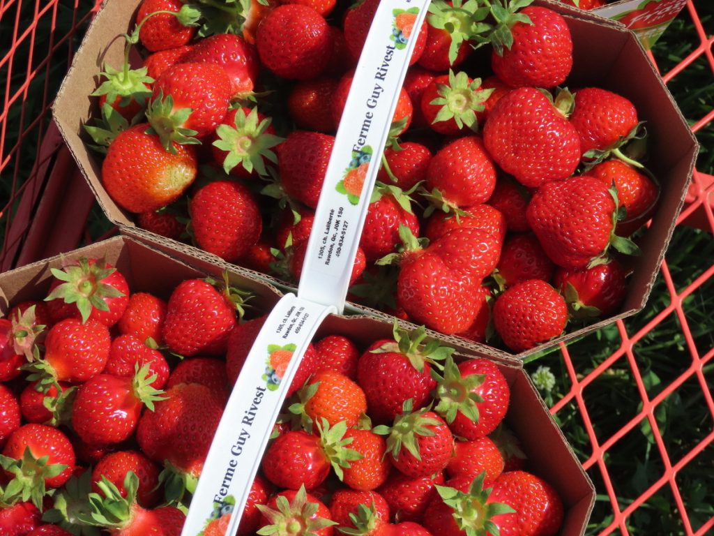 Agrotourisme en famille à la Ferme Guy Rivest cueillette de fraises.
