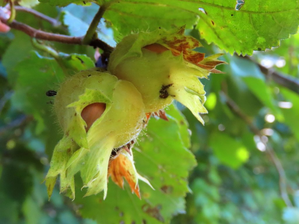 Noix en autocueillette au jardin des noix dans Lanaudière