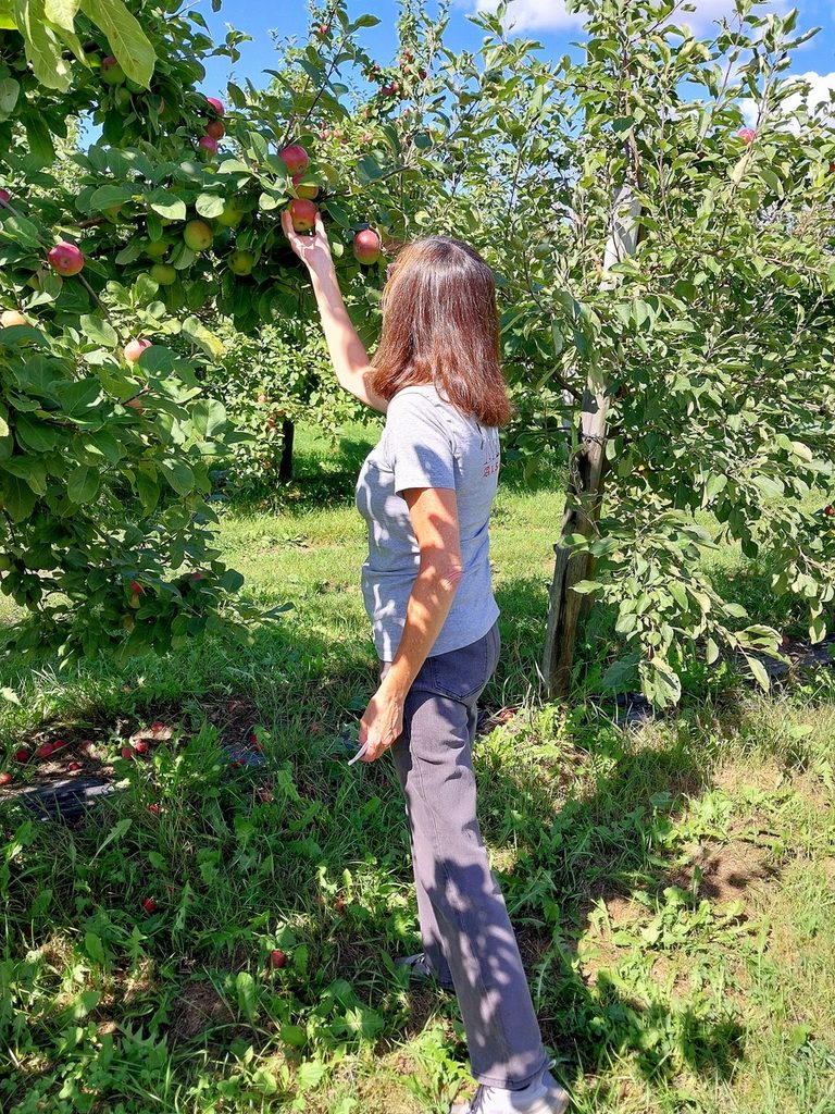Qui Sème Récolte autocueillette de pommes dans Lanaudière