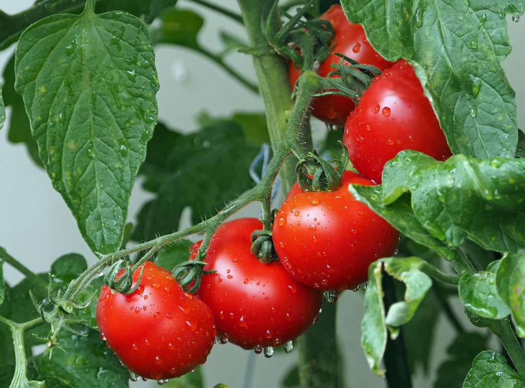 Tomates en autocueillette chez Les Serres Point du jour