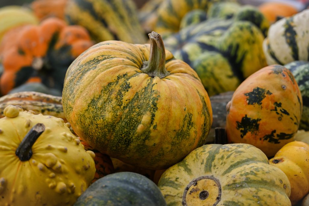 Les courges et citrouilles comme saveurs d'automne dans Lanaudière