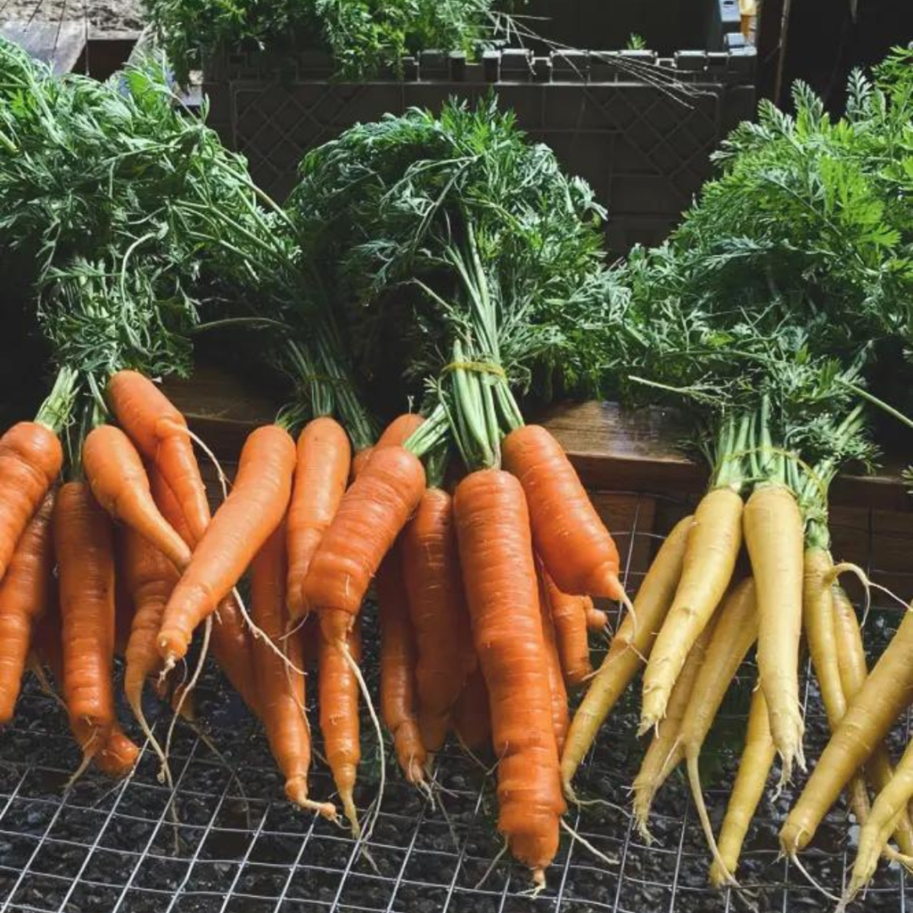 Les carottes, une saveur d'automne.
